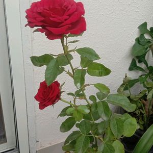 Rose Plant