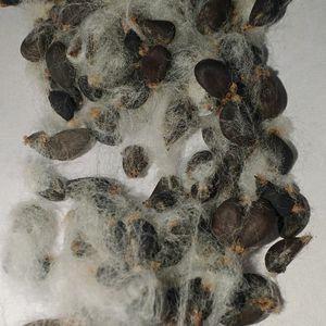 Cotton Seeds