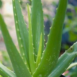 Aloe Vera Plant