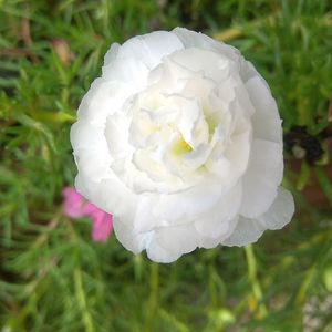 Portulaca & Purslane Cuttings