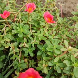 Portulaca Plant