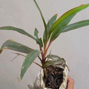 Set 3 Never...&Dracaena Ruby Healthy Plant