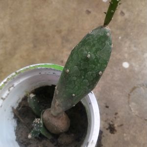 Combo Of 2 Variety Cactus Plant Wth Root