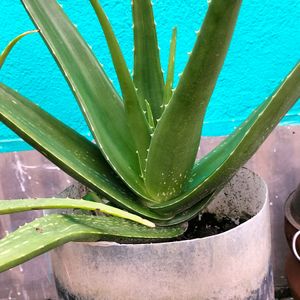 Aloe Vera Plant