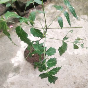 Neem Plant With Pot