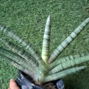 Sansevieria Cylindrica