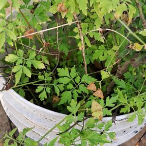 Balloon Vine Spinach Seeds