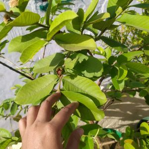 Guava Plants Desi