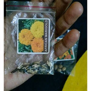 Summer Flower Seeds