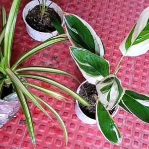 Set 3 Never...&Dracaena Ruby Healthy Plant