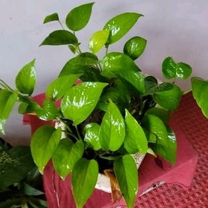 Evergreen Money Plant 🌱 & Pot