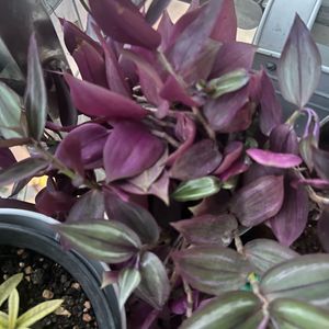 Huge plants moveout sale