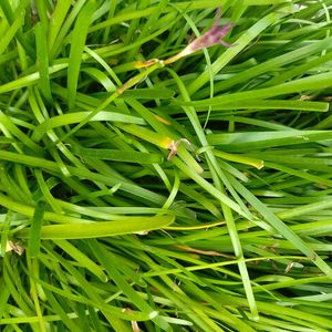 Lily For Home Gardening