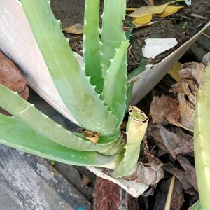 Fresh Aloe Vera Plant Pack Of One