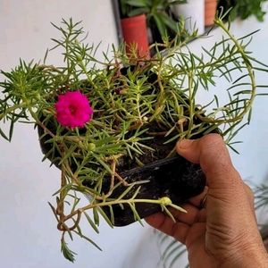 Portulaca grandiflora plant & Pot