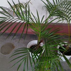 3 ft Area Palm