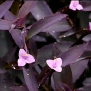 Purple Heart Plant
