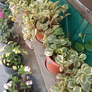 Compo 2 Variegated Baby Rubber Plant