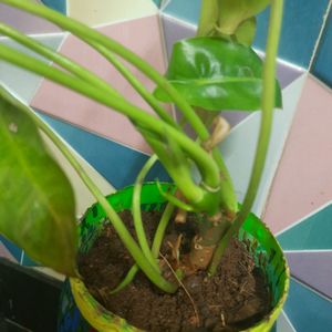 DIY Pot & Philodendron  Plant