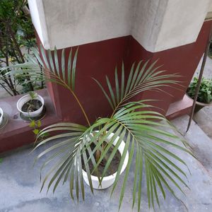 Areca Palm