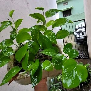 Evergreen Money Plant 🌱 & Pot