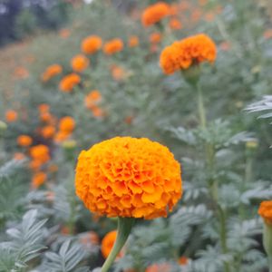 Marigold Plant 5 Pic Combo