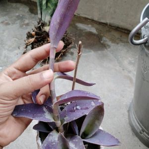 20 Adenium Seed & Pecock See