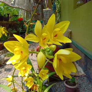 *O*  Yellow Ground Orchid🌿🌿