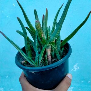 Aloe Vera chinensis