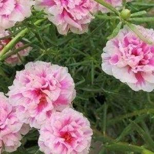 Offer 🎉 Combo Of 4 Portulaca 💐🌸🍀