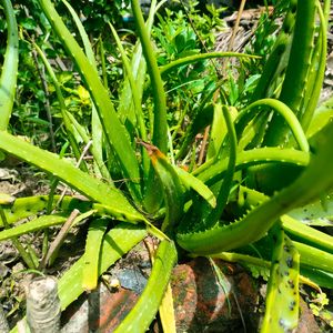 Natural Aloe vera Leaves (Not Plant)