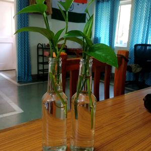 Rooted-Plant With Bottles