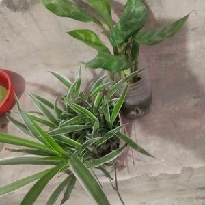 Combo Of 2 Plant Spider Or Green Agloneama