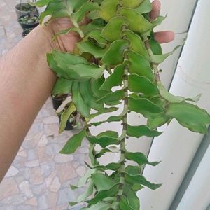 Basket Plant Cuttings - 2