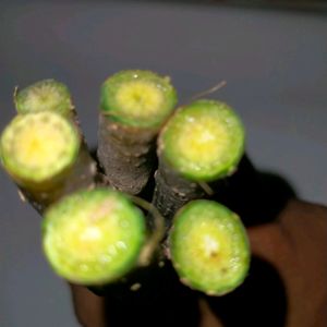 Giloy Stem Cuttings