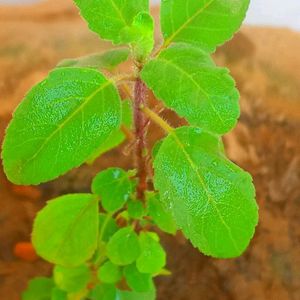 Flowering Plants In Combo