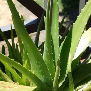 Aloevera Plants