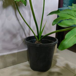 Philodendron Sellum