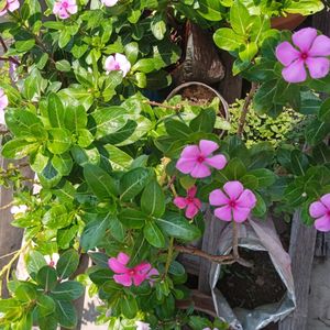 3-4 colours Type Of Nayantara Plants With Roots