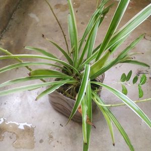 Combo Of 4 Variety Spider Plant With Root