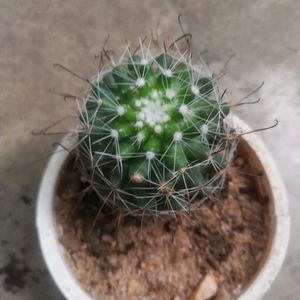 Combo Of 2 Variety Cactus Plant Wth Root