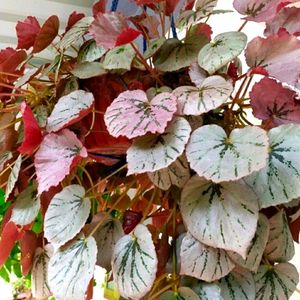 Begonia