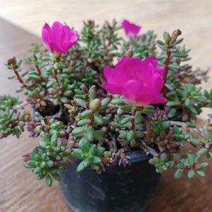 Moss-rose purslane . Indoor Plant