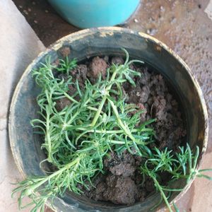 Combo Portulaca Plants Pink/White N Singonium