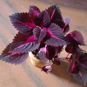 Coleus Plant With Pot