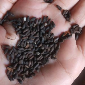 100 Red Cypress Wine Seeds