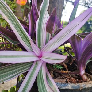 Pink Rhoeo Tradescantia Plant ☘️