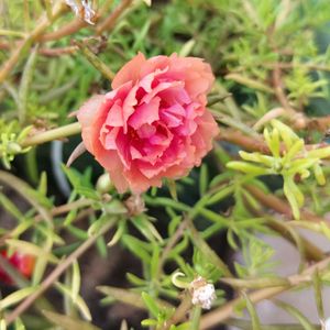 Portulaca