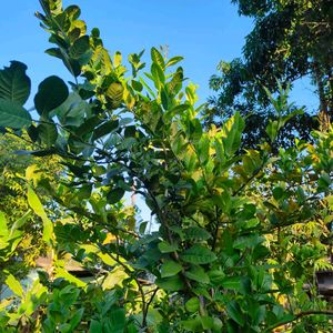 Myrrh lemon plant (gondhoraj lebu)