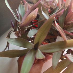 Moses In The Boat, Snake Plant And Seeds